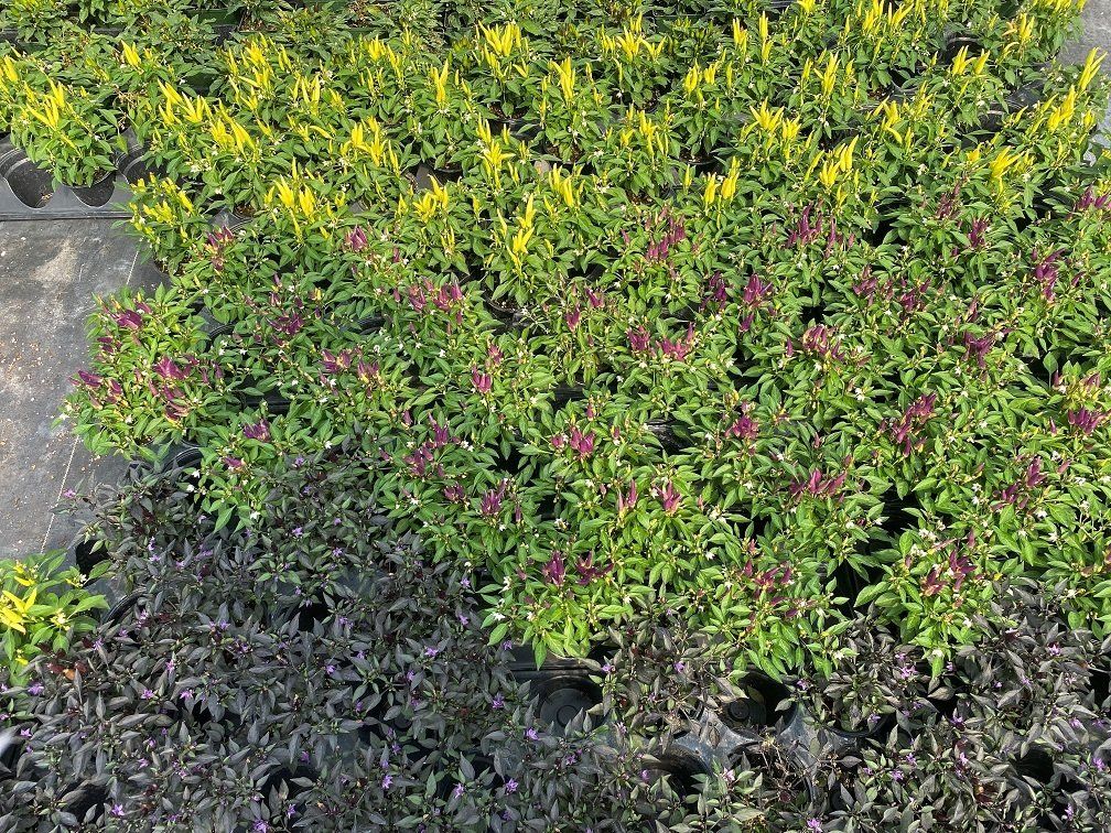 ORNAMENTALS PONTOS GREENHOUSES