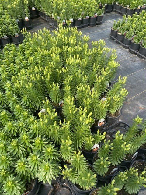 PERENNIALS PONTOS GREENHOUSES