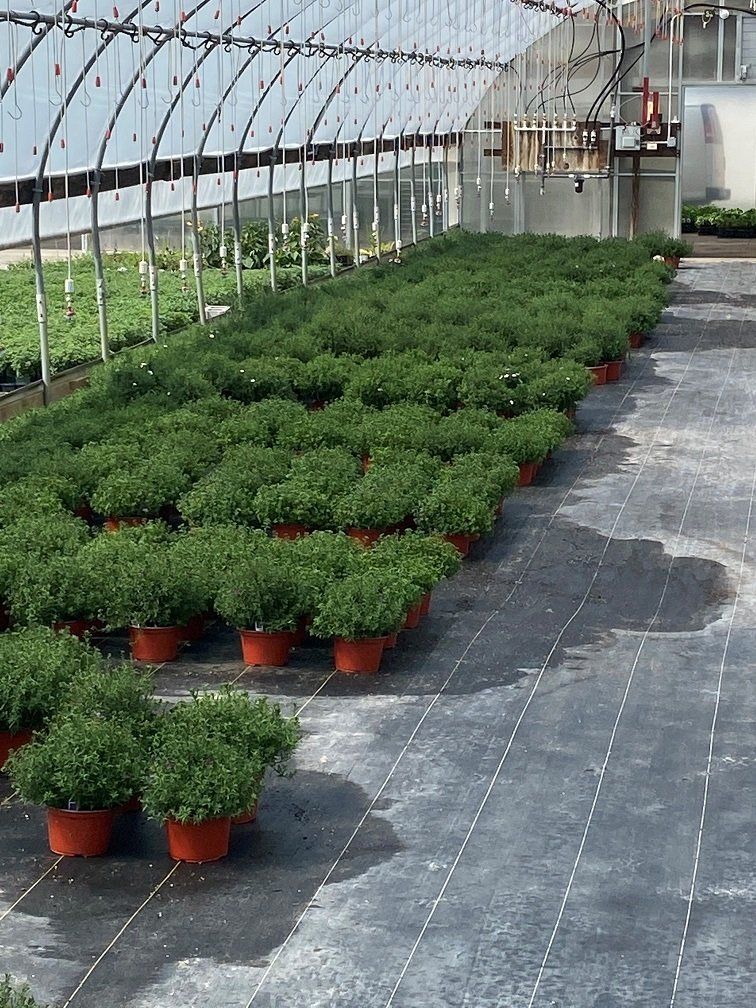 PERENNIALS PONTOS GREENHOUSES