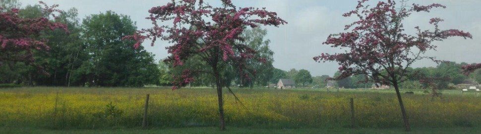 Een bloeiende bloesemboom naast het atelier.