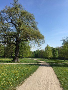 Wiese und Baum