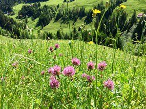 Blumenwiese