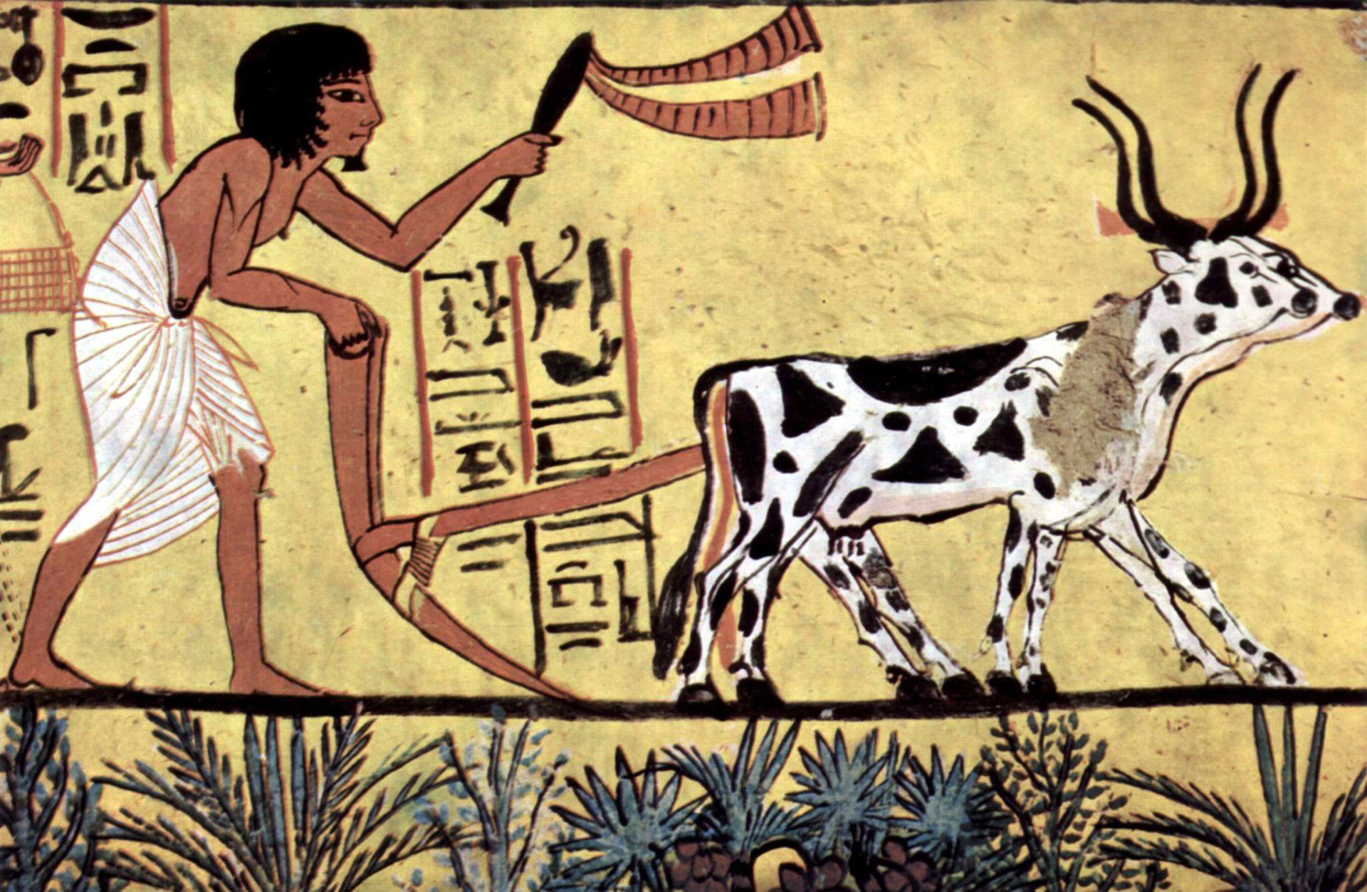 Agriculture in ancient Egypt, wall painting in a tomb Agriculture in Ancient Egypt