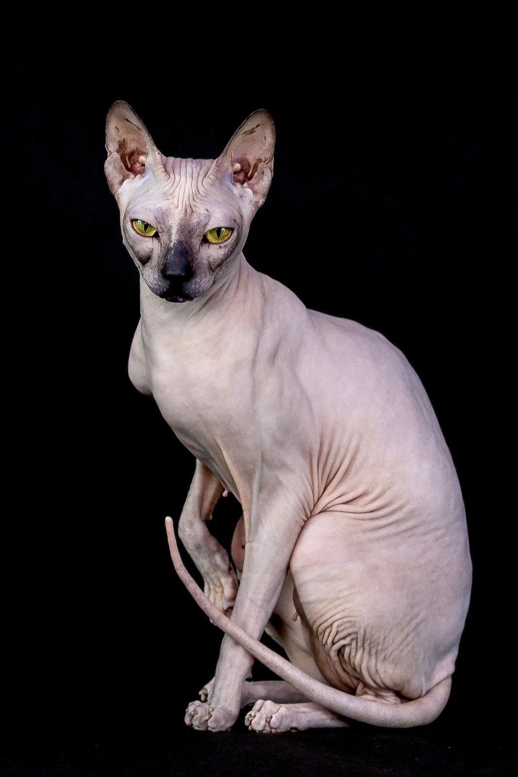 Sitting sphinx cat Sitting sphinx cat