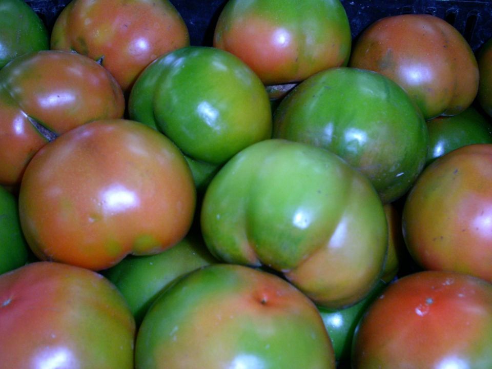 pomodoro in cassetta