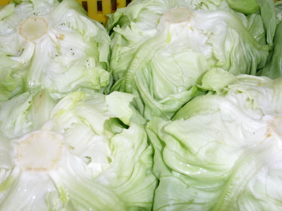 lattuga iceberg