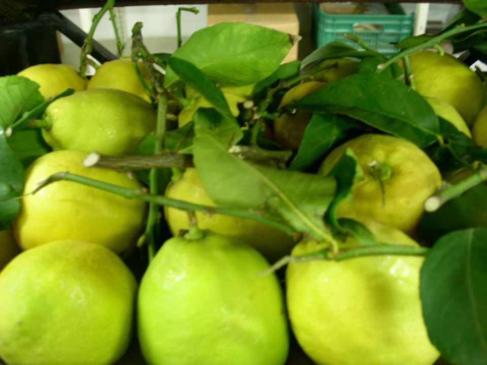 limoni