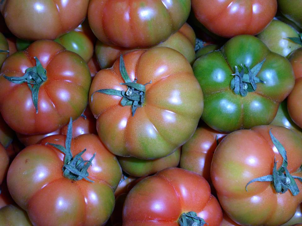 pomodoro sammarzano
