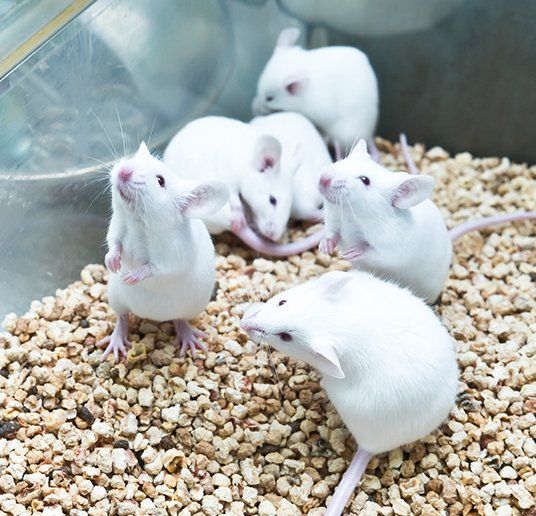 Mice Removal — Mice in Cage in Atlanta, GA Mice Removal — Mice in Cage in Atlanta, GA