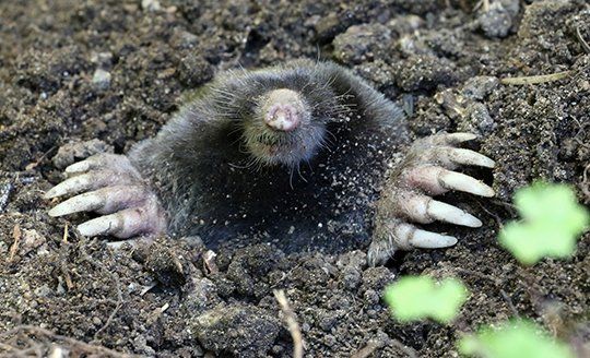 Yard Mole Removal — Townsend's Mole Emerging from Underground in Atlanta, GA Yard Mole Removal — Townsend's Mole Emerging from Underground in Atlanta, GA