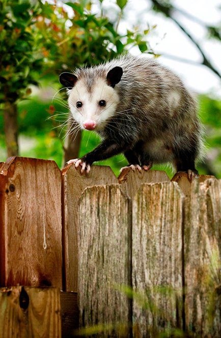 Opossum Removal — Opossum Walking on Backyard Fence in Atlanta, GA Opossum Removal — Opossum Walking on Backyard Fence in Atlanta, GA