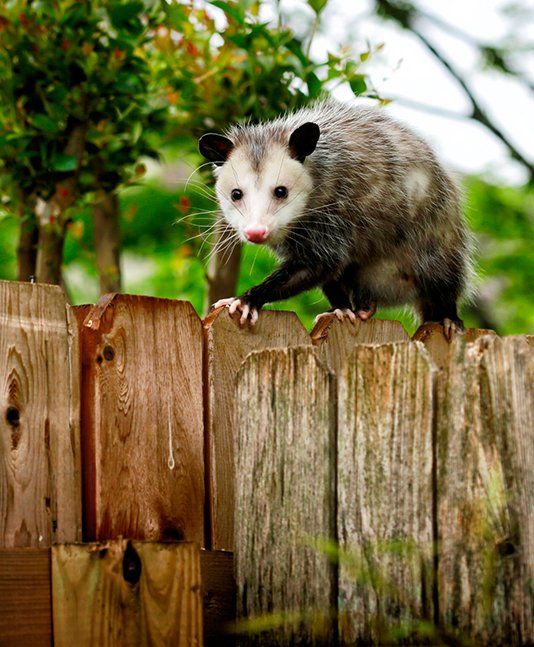 Opossum Removal — Opossum Walking on Backyard Fence in Atlanta, GA Opossum Removal — Opossum Walking on Backyard Fence in Atlanta, GA