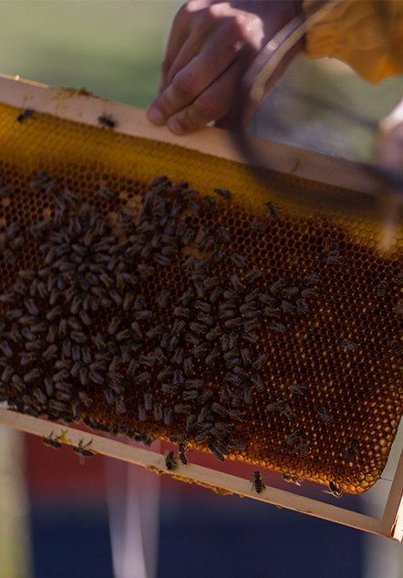 Carpenter Bee Removal — Bee Frame is Out of a Beehive in Atlanta, GA Carpenter Bee Removal — Bee Frame is Out of a Beehive in Atlanta, GA