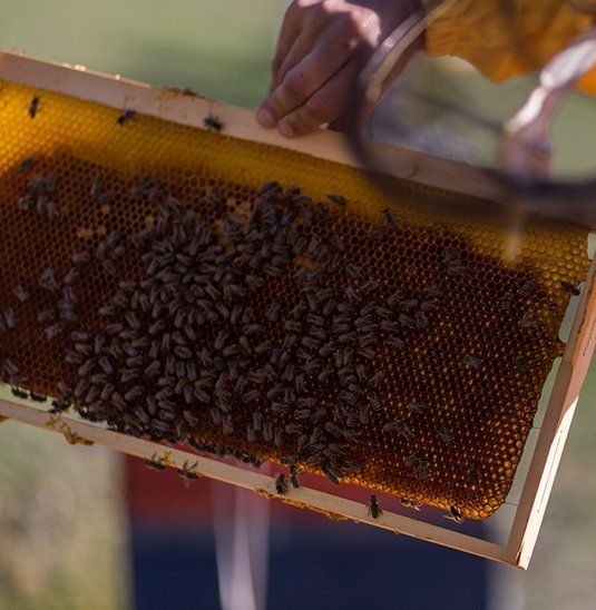 Carpenter Bee Removal — Bee Frame is Out of a Beehive in Atlanta, GA Carpenter Bee Removal — Bee Frame is Out of a Beehive in Atlanta, GA