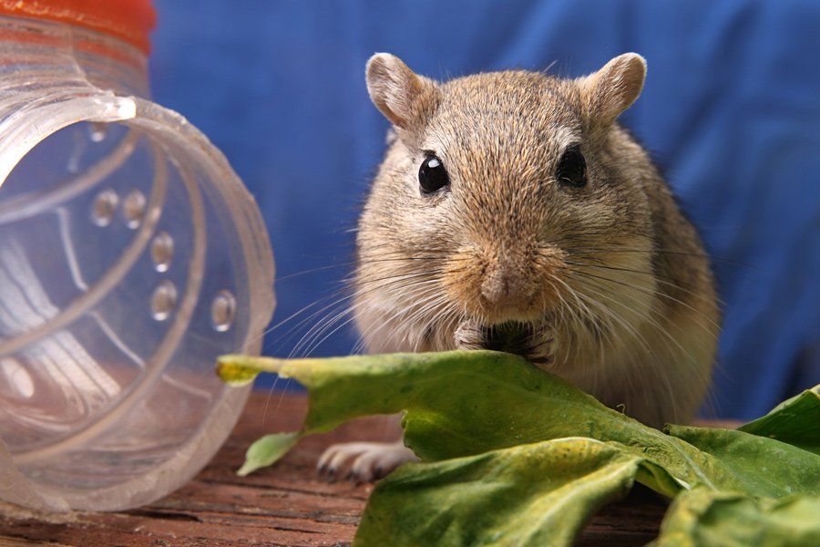 Rat Eating Cabbage Leaf – Atlanta, GA – AAA Trappings, Inc. Rat Eating Cabbage Leaf – Atlanta, GA – AAA Trappings, Inc.