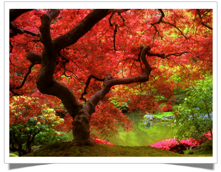 Lawn Maintenance — Colorful Sample of Trees Landscape in Marietta, PA