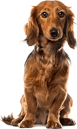 Dachshund - Vaccination in Greeneville, TN