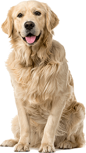 Golden Retriever - Vet Clinic in Greeneville, TN