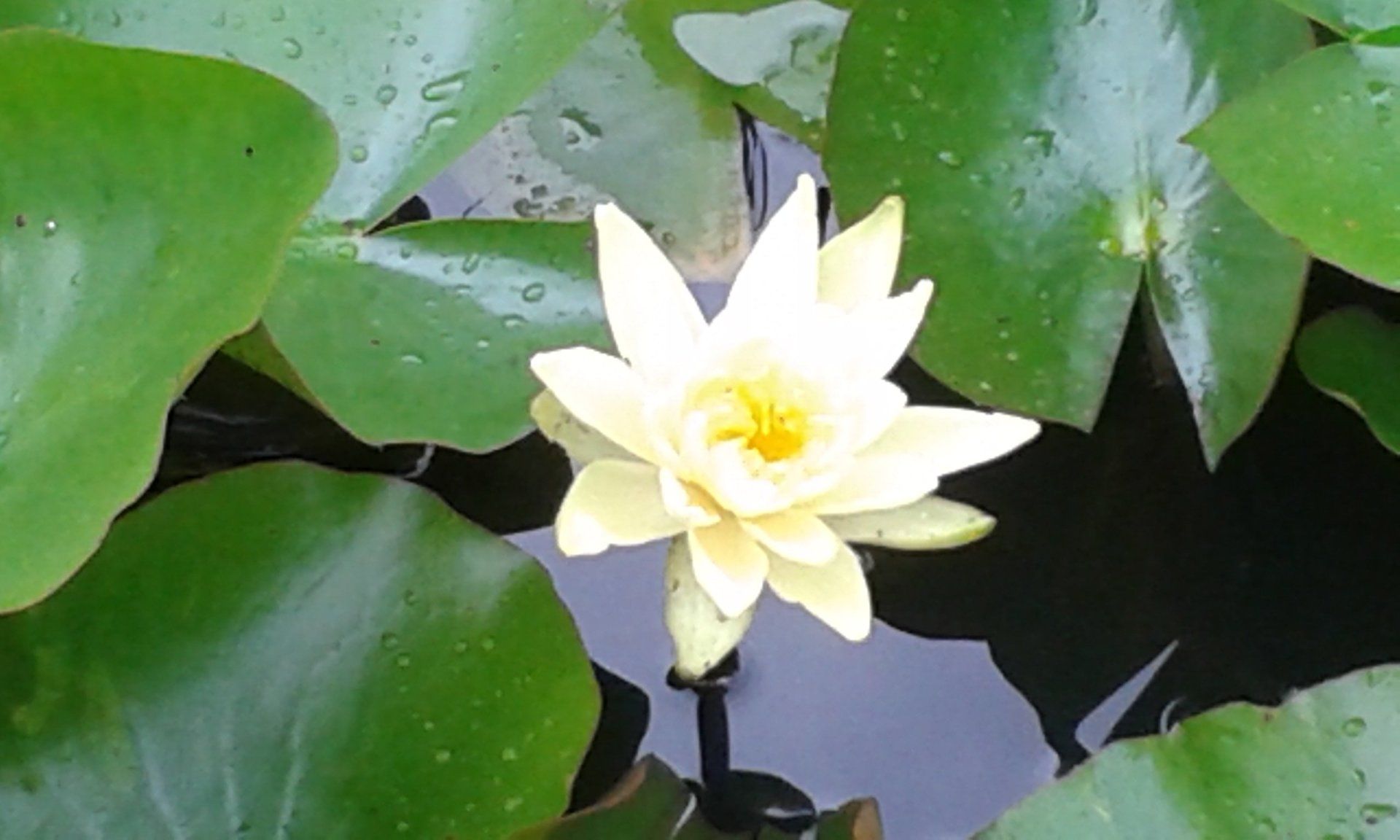 Waterlily