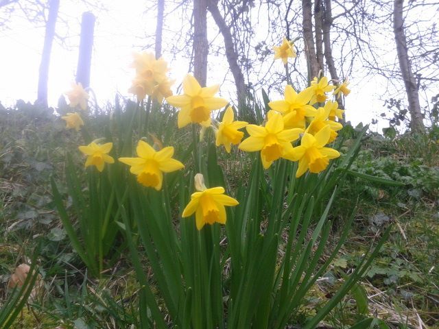 Daffodils