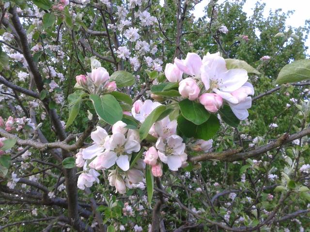 Apple blossom