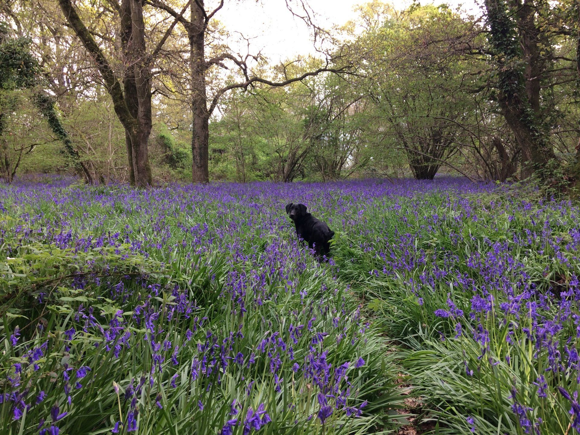 Bluebells
