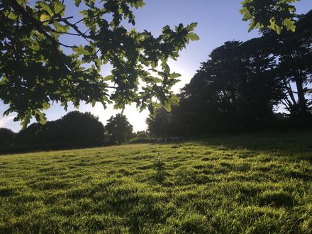 Sheep field