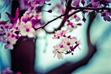 Cherry Blossom Cherry Blossom