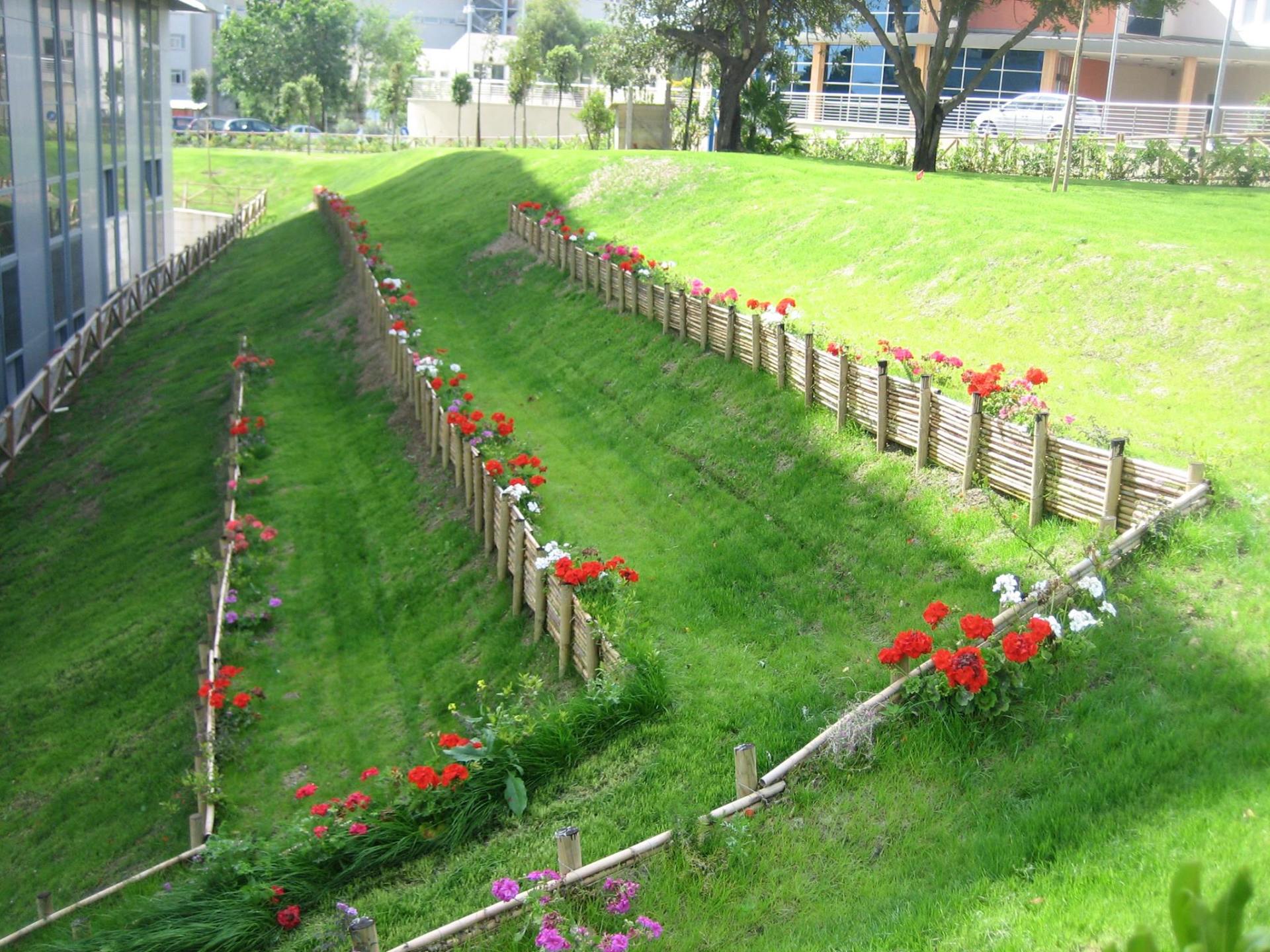 area verde con cespugli e crisantemi lilla