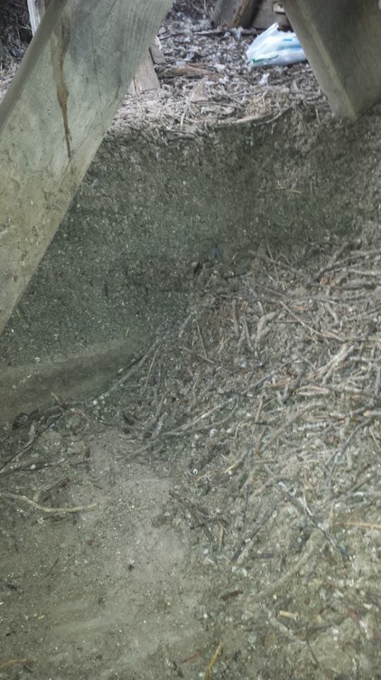 Sticks & Droppings
