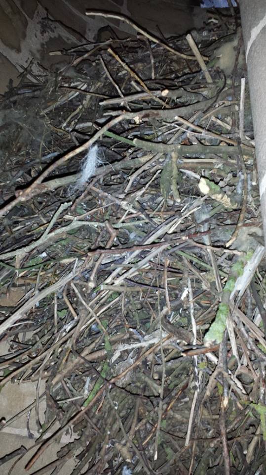 Pigeon / Crow's Nest on the Church Steps up the Spire