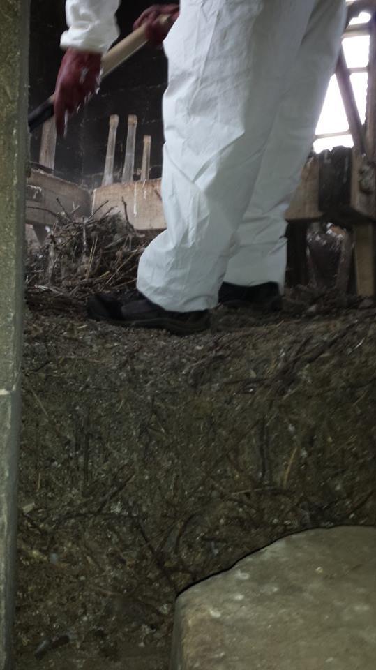 Nesting materials and Droppings