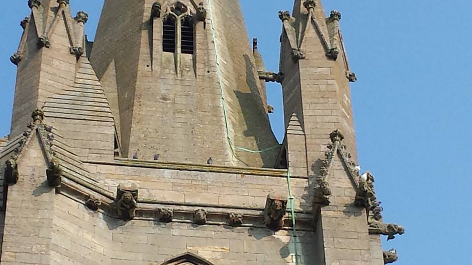 Pigeon's Resting