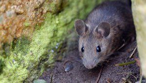 Pest control services