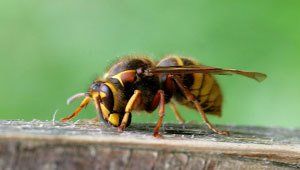 Pest prevention