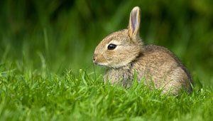 Pest eradication