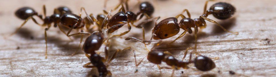 Commercial pest control