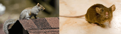 Pest prevention experts