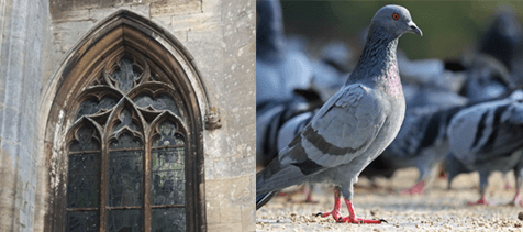Pest Control services 12