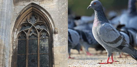 Bird control