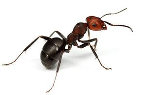 Ants 1