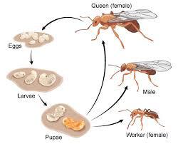 Ants 3