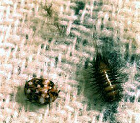 Bugs on fabrics