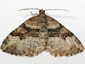 Moth control 3