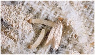 Moth prevention