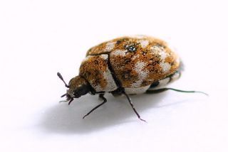 Pest Control services 5