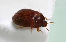Pest Control services 6