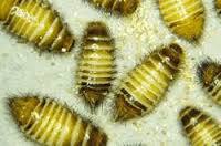 Pest control experts