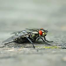 Cluster flies 1