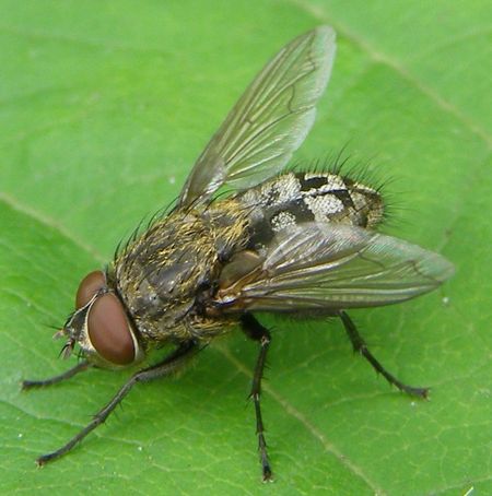 Cluster flies 2